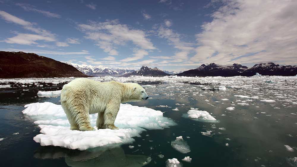 Білий ведмідь у звичному середовищі (© Alexander/stock.adobe.com) вплив глобального потепління
