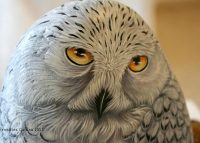 Ernestina Gallina живые камни