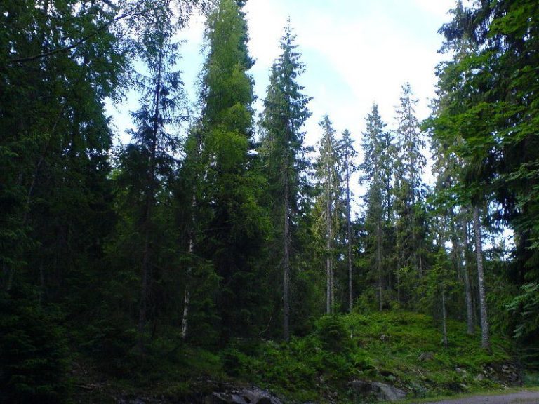 Темнохвойний ліс Хвойні ліси