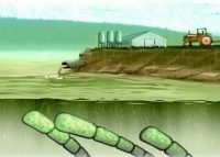 ціанобактерії токсичні водорості