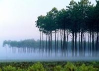 хвойні ліси