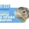 марш за права тварин