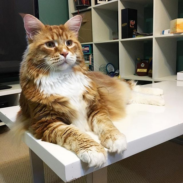 самый большой кот