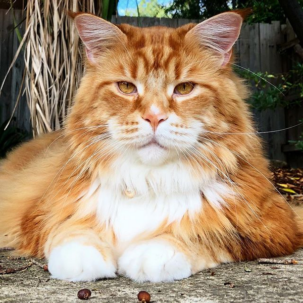 самый большой кот