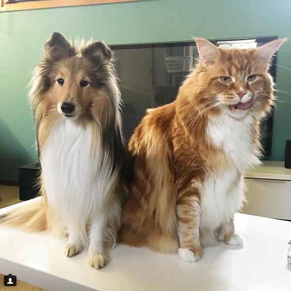 самый большой кот